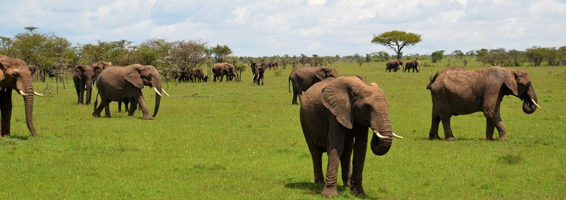 5 Days Kenya Safari