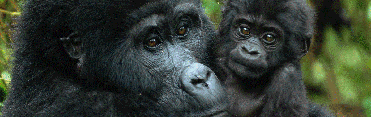 7 Days Gorilla Safari
