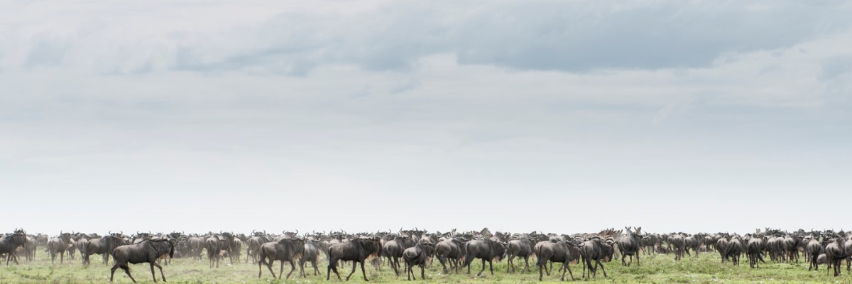 8 Days Serengeti Wildebeest
