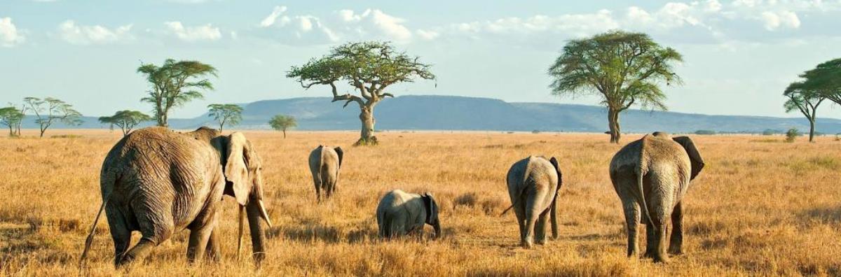 8 Days Tanzania Wildlife