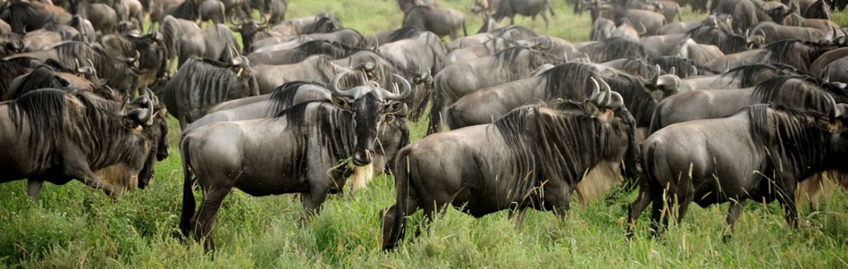 7 Days Tanzania Wildlife
