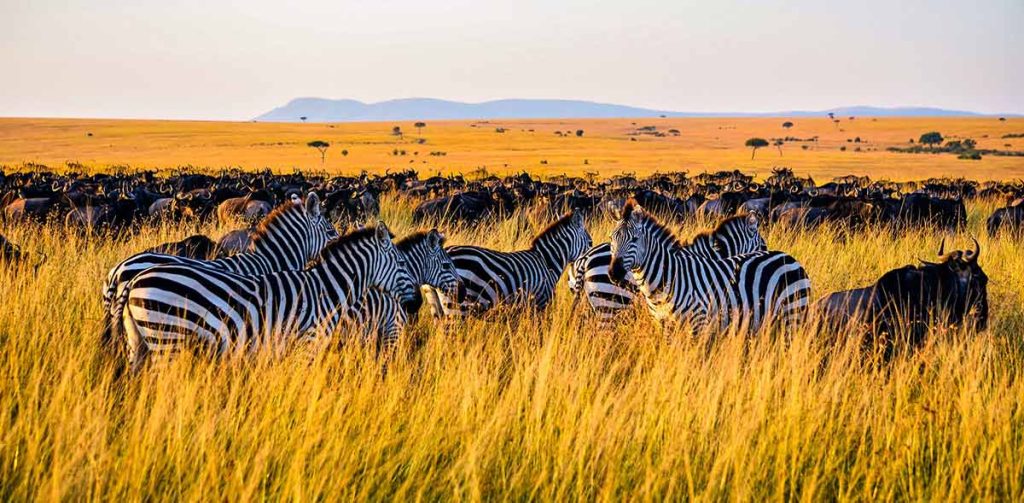 ngorongoro safari guide