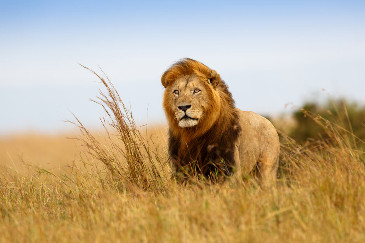 lions in Tanzania