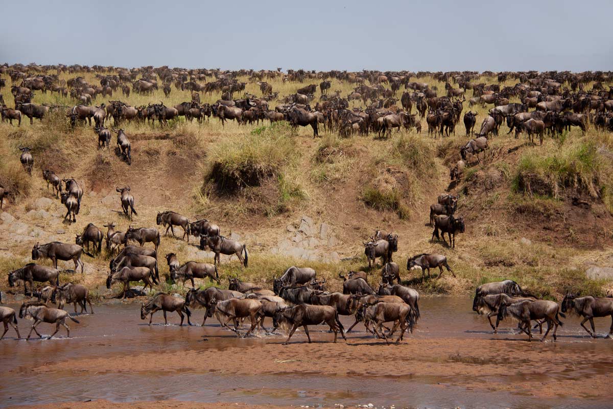 Serengeti National Park Safari