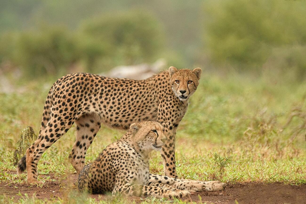Tanzania Safari Itineraries