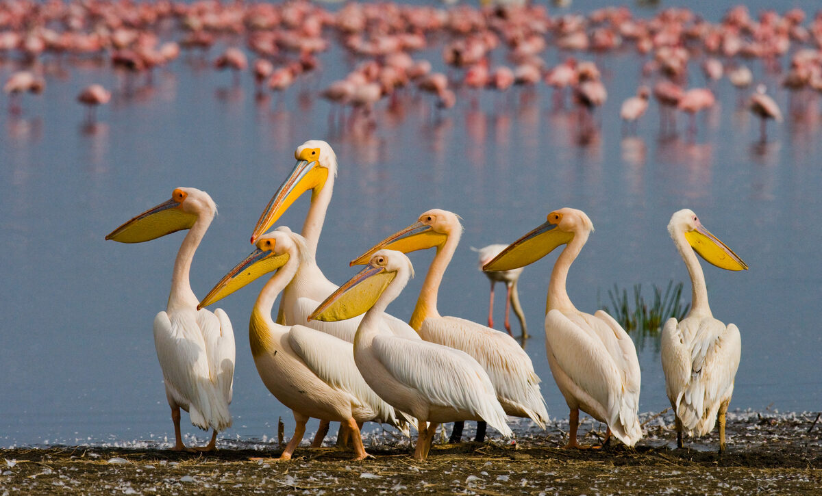  Practical Guide to Your Bird Watching Safari in Tanzania 