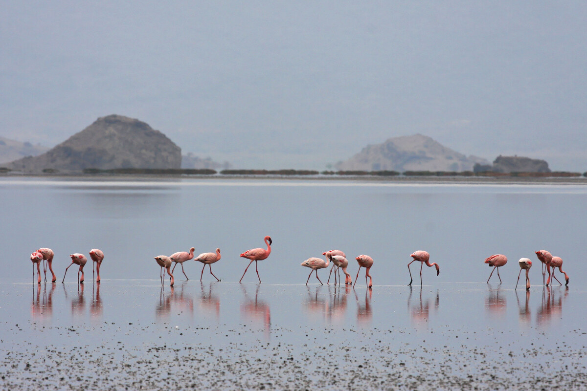  Practical Guide to Your Bird Watching Safari in Tanzania 