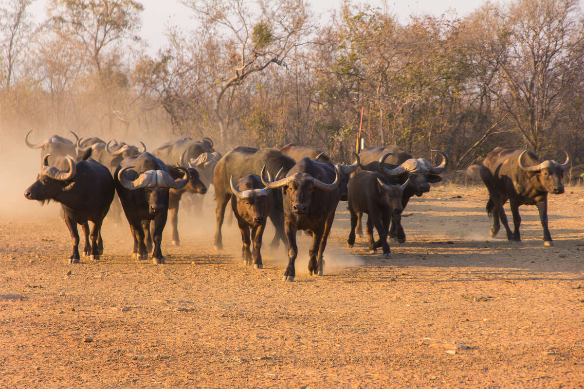 Tarangire PArk