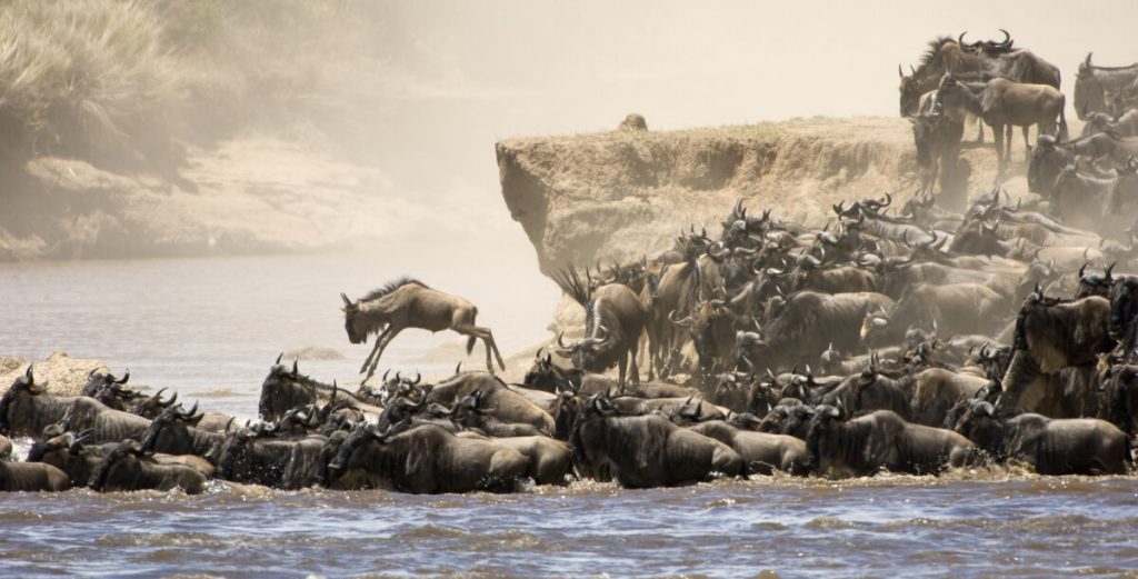 serengeti safari guide