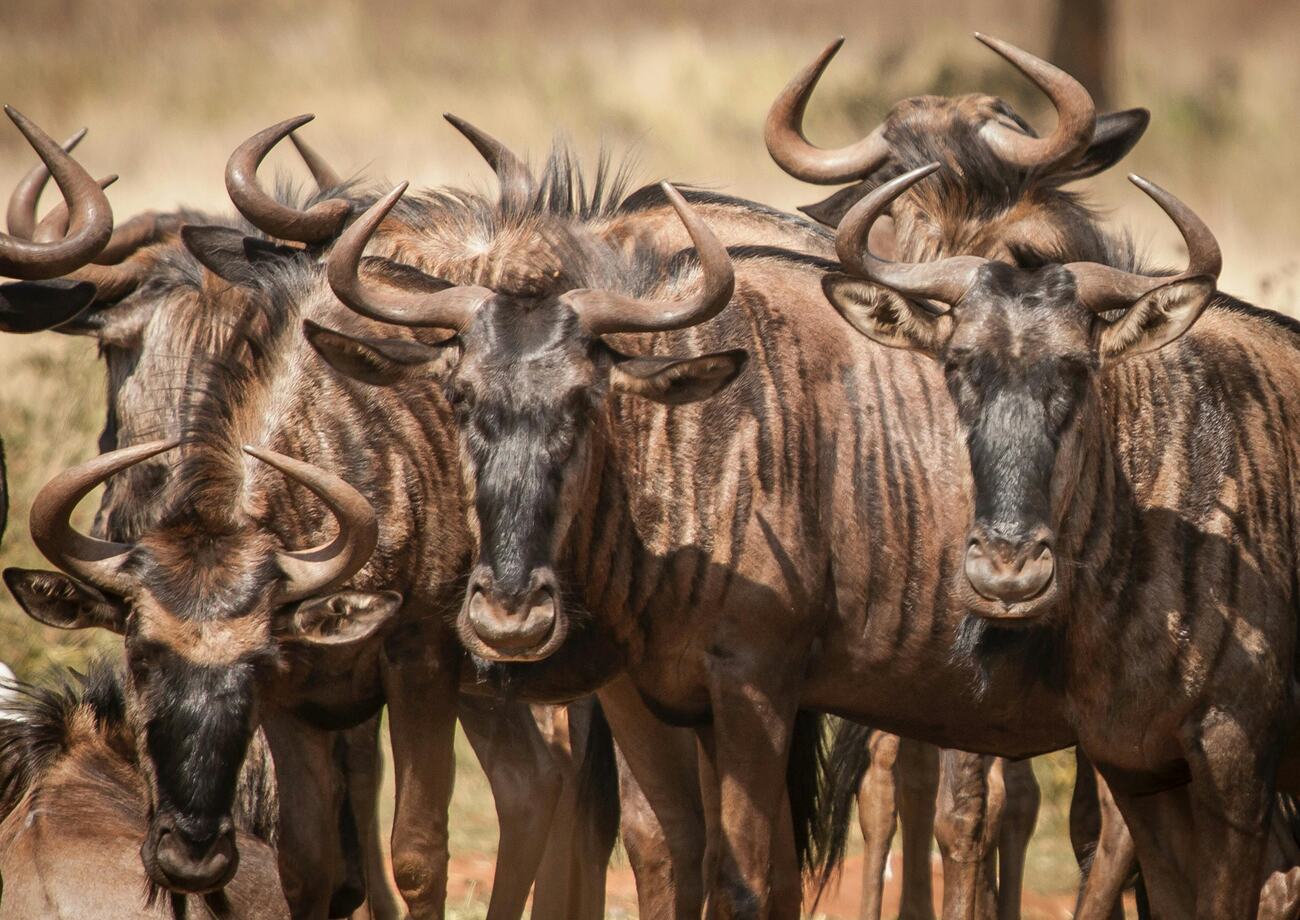 Serengeti Great migration safari Guide