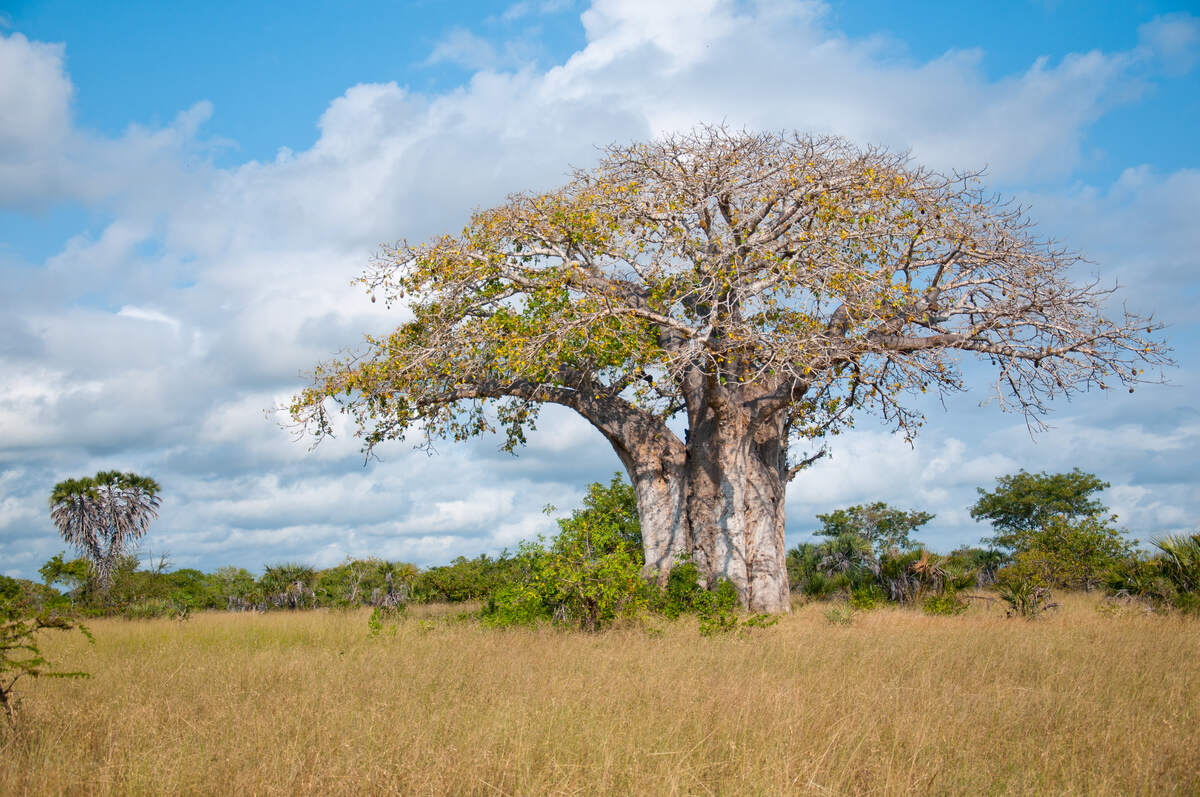 Tarangire Safari