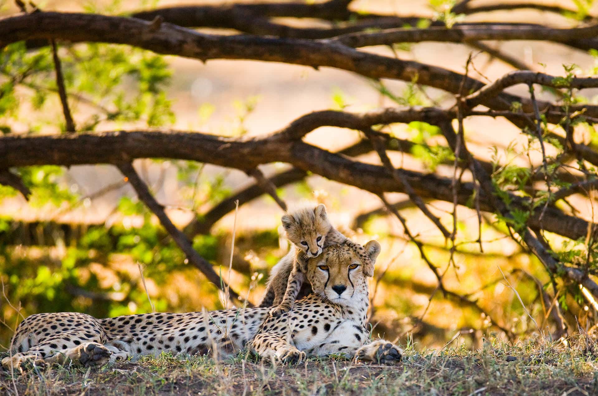 Tanzania Safari Guide
