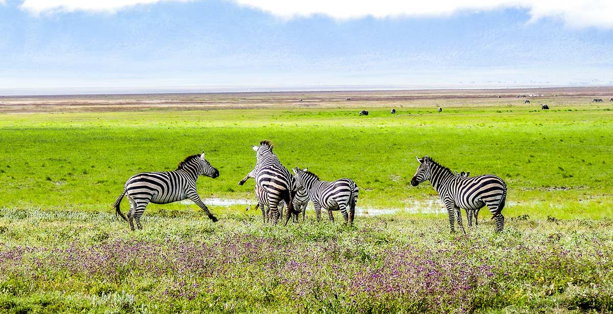 Tanzania Safari Types