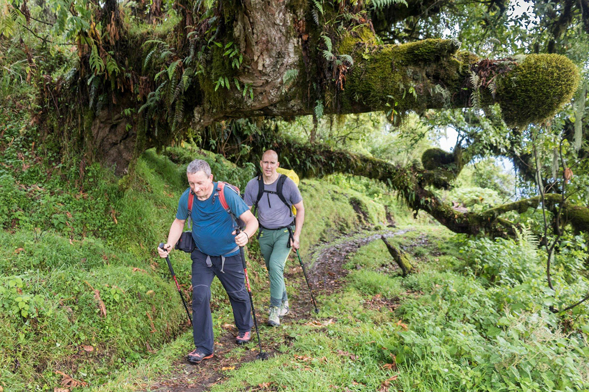 Machame Route Success Rate
