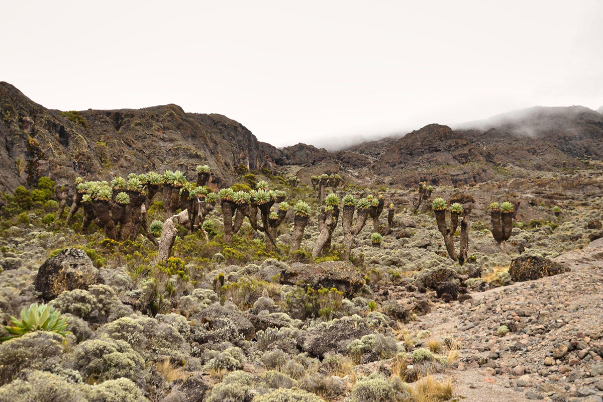 Machame Route Success Rate