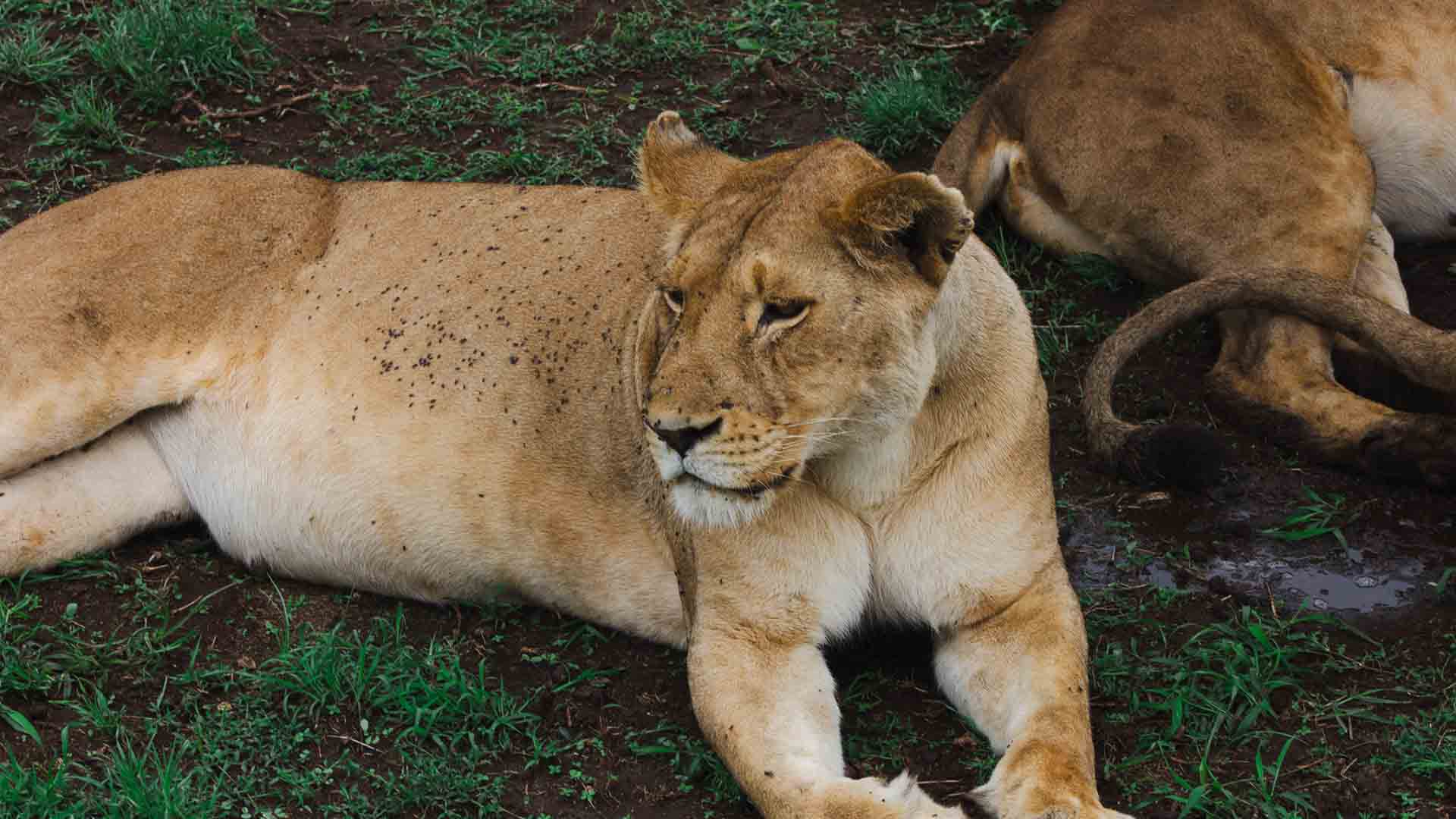 Big Five Tanzania Safari