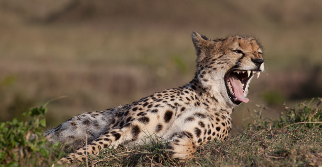 Spotting Leopards in Tanzania