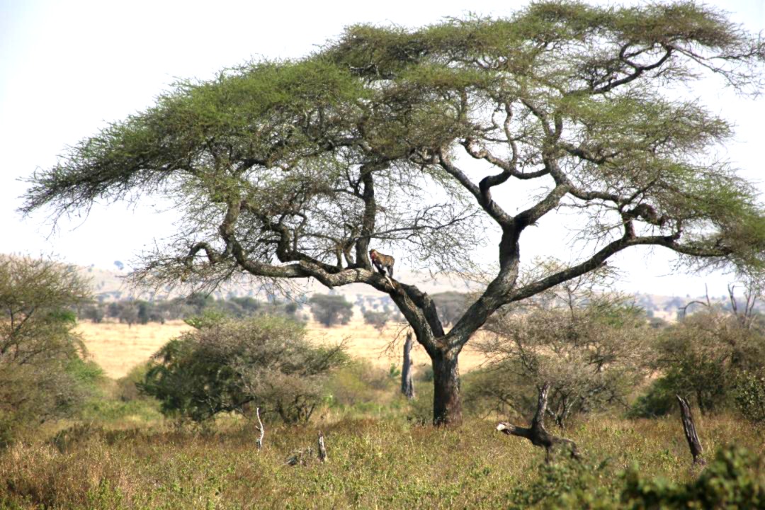 serengeti safari guide