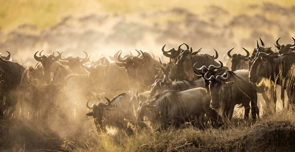 Plan Your Great Migration Safar