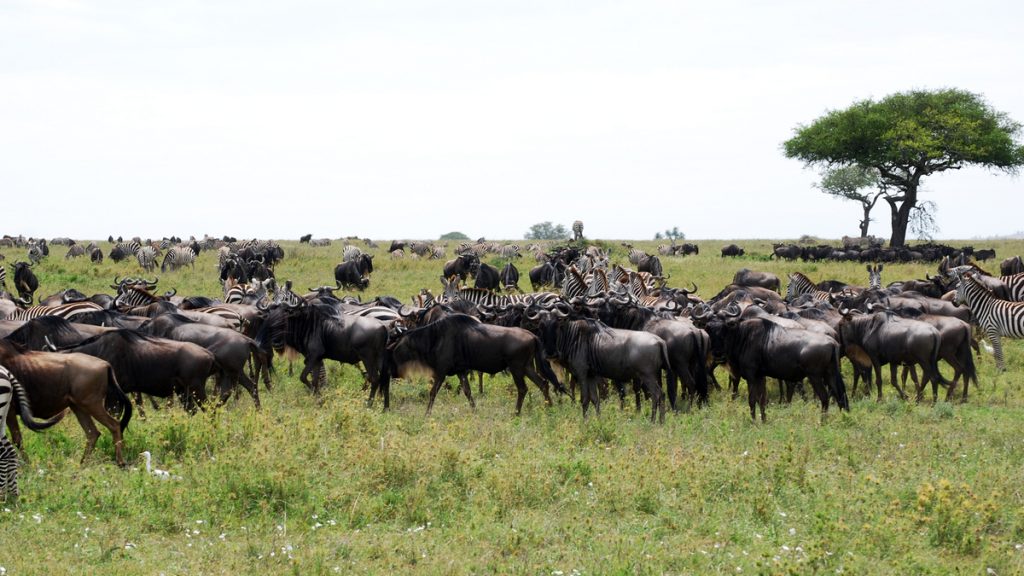Northern vs Southern Tanzania safari 
