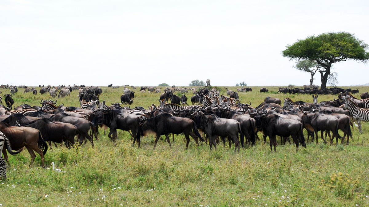 Northern vs Southern Tanzania safari