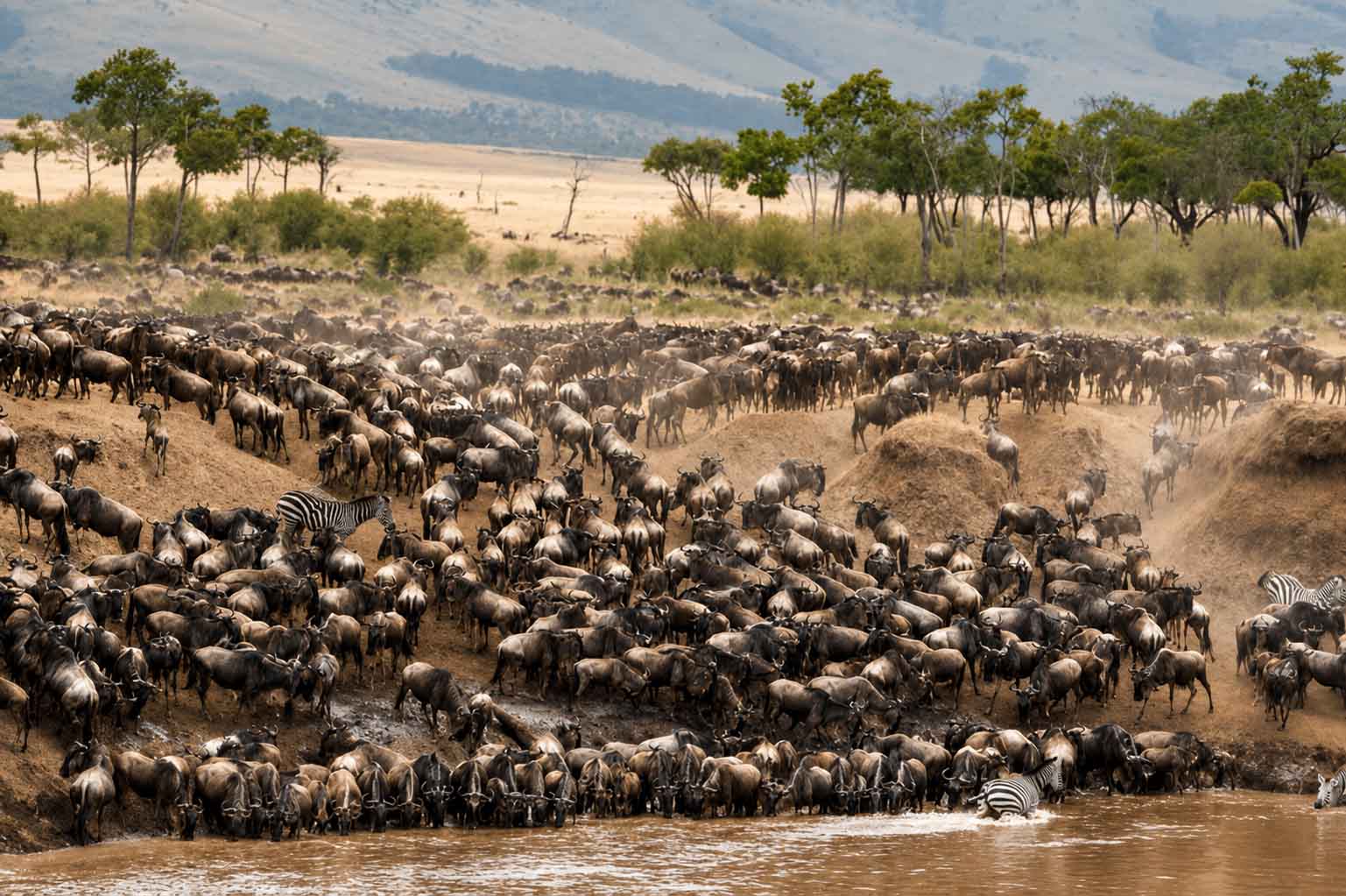 Great Migration Safari