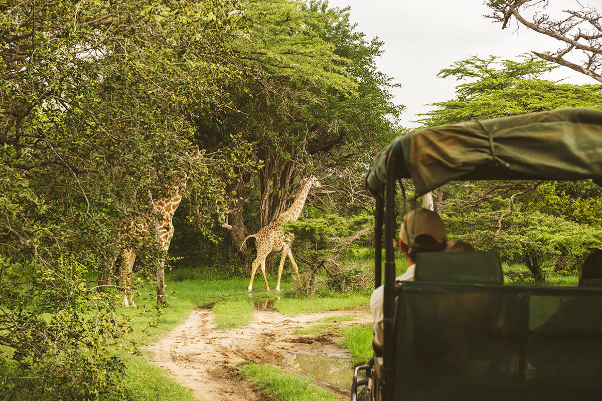 Ruaha National Park safari 