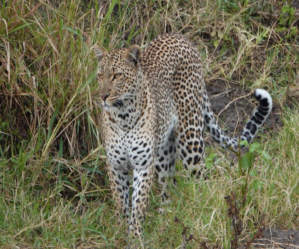 Spotting Leopards in Tanzania