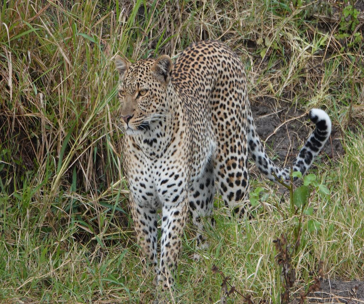 Spotting Leopards in Tanzania