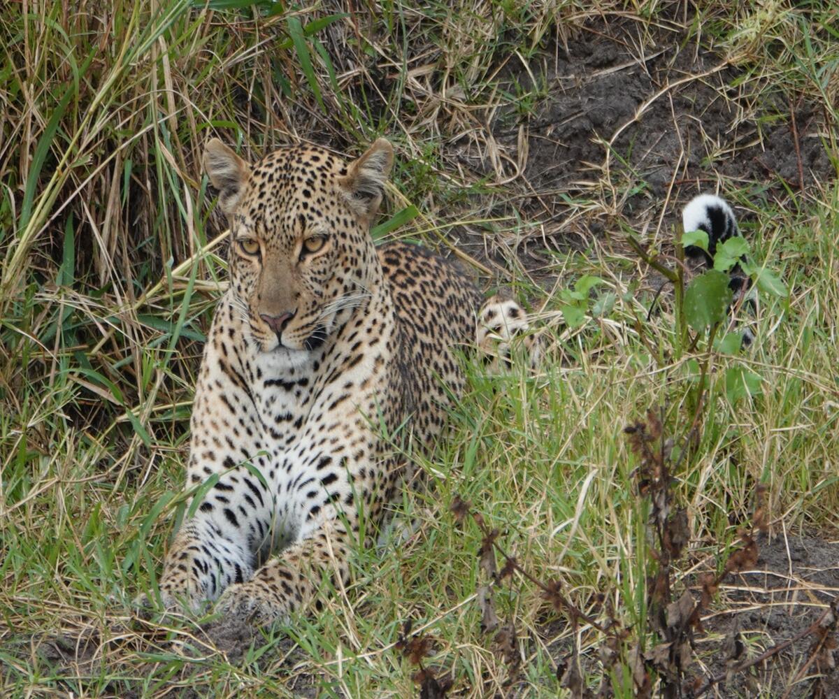 Spotting Leopards in Tanzania