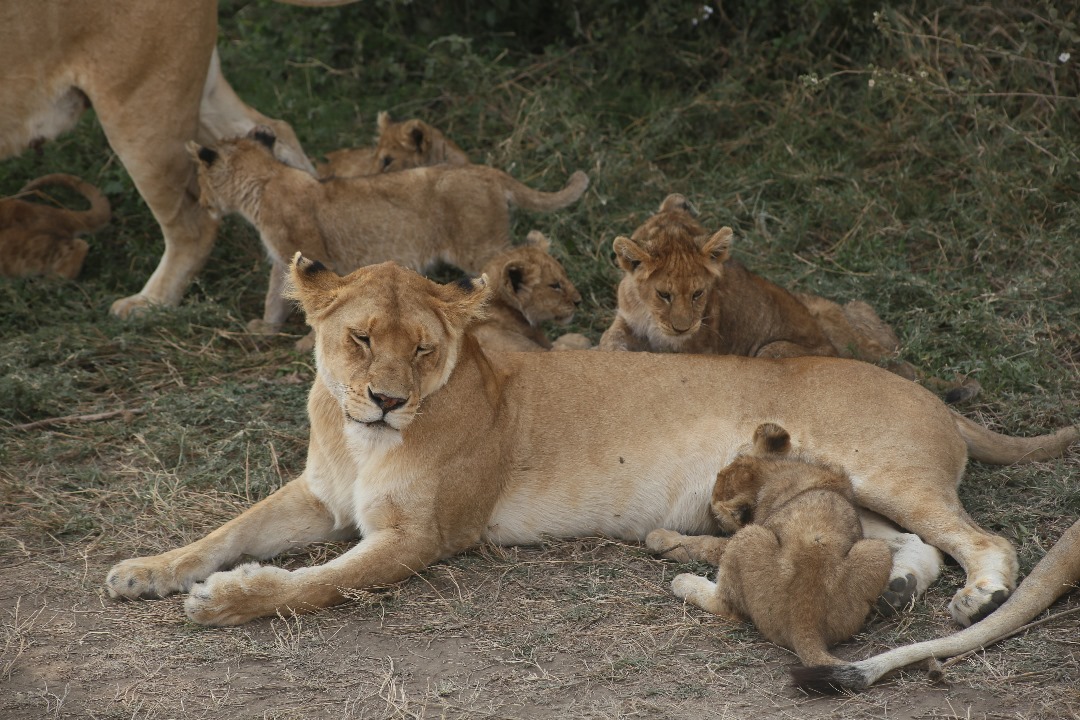 lions in Tanzania
