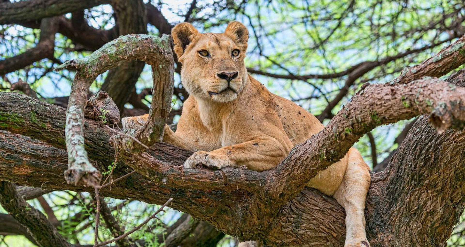 lions in Tanzania