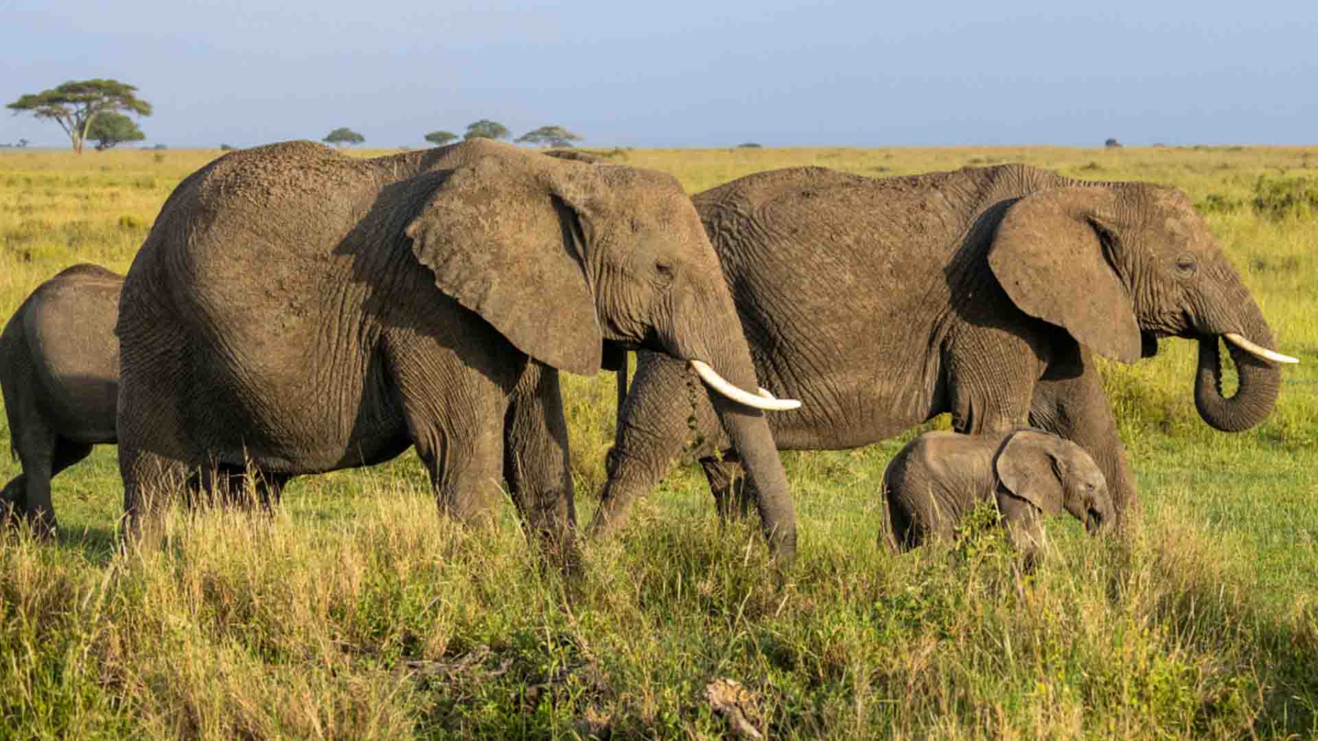 5-Day serengeti Safari Guide