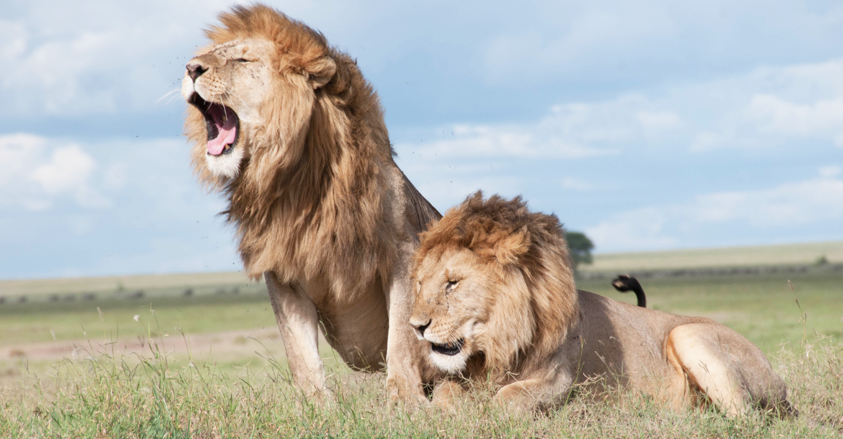 3 Days Serengeti Migration
