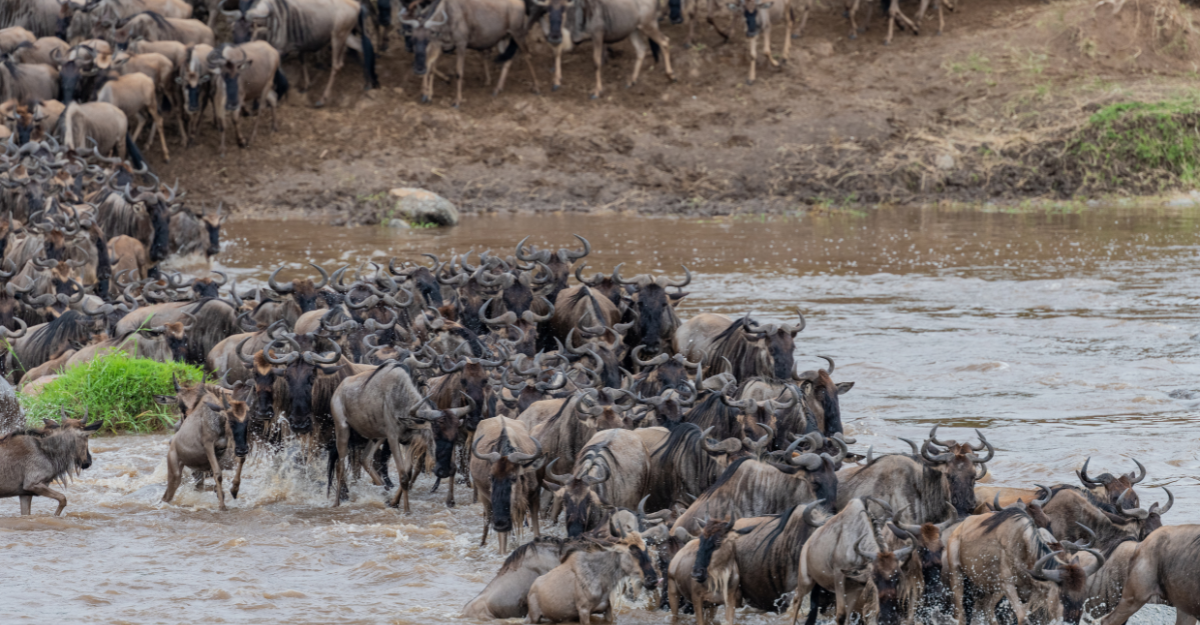 3 Days Serengeti Migration
