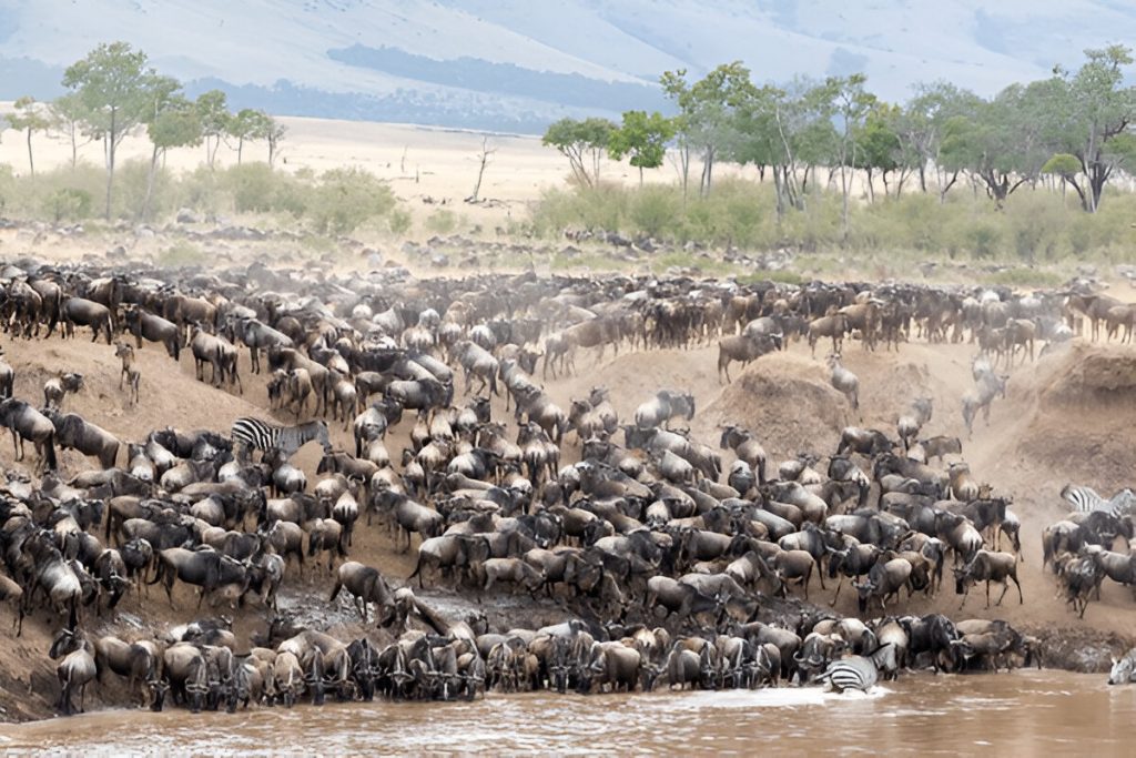 Your 3 Days Serengeti Migration Safari Price
