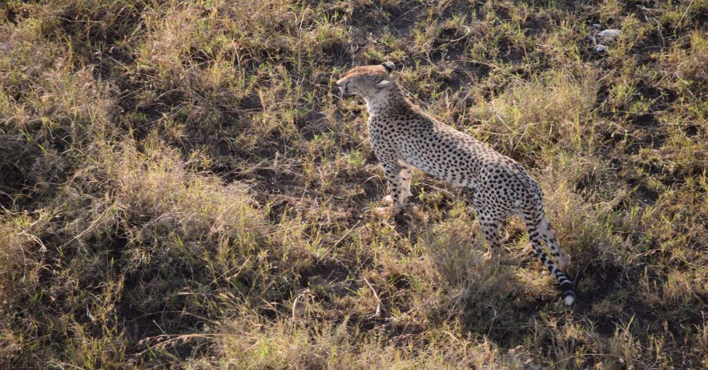 7 Days Serengeti Migration Safari