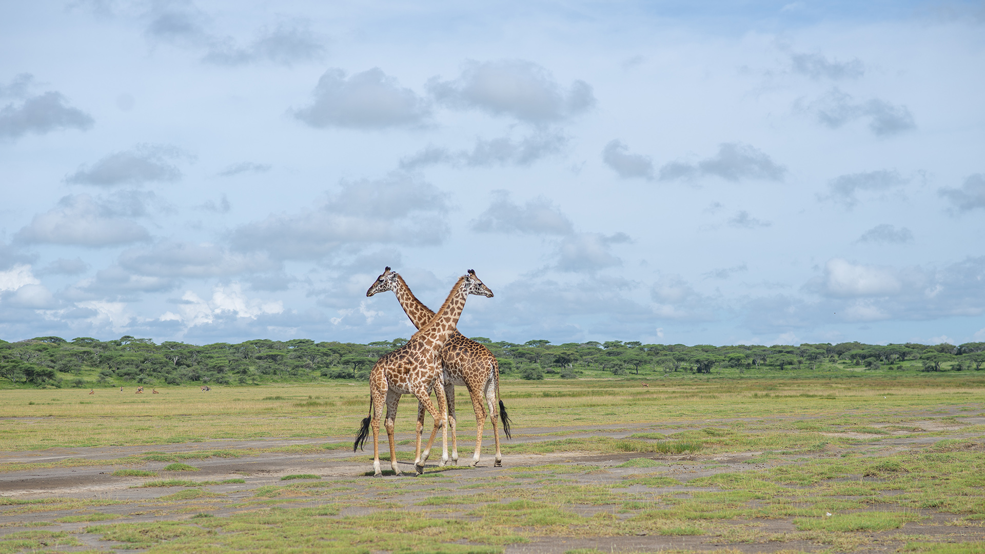 5 Days Migration Safari