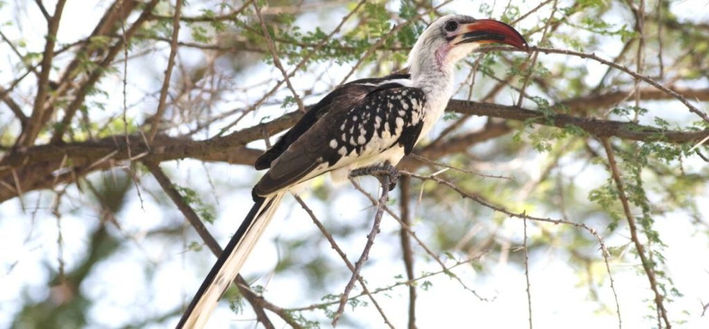 Tanzania Safari & Zanzibar Trip
