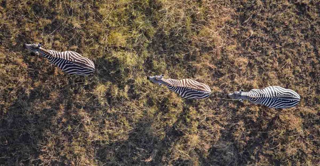 5 Days Migration Safari