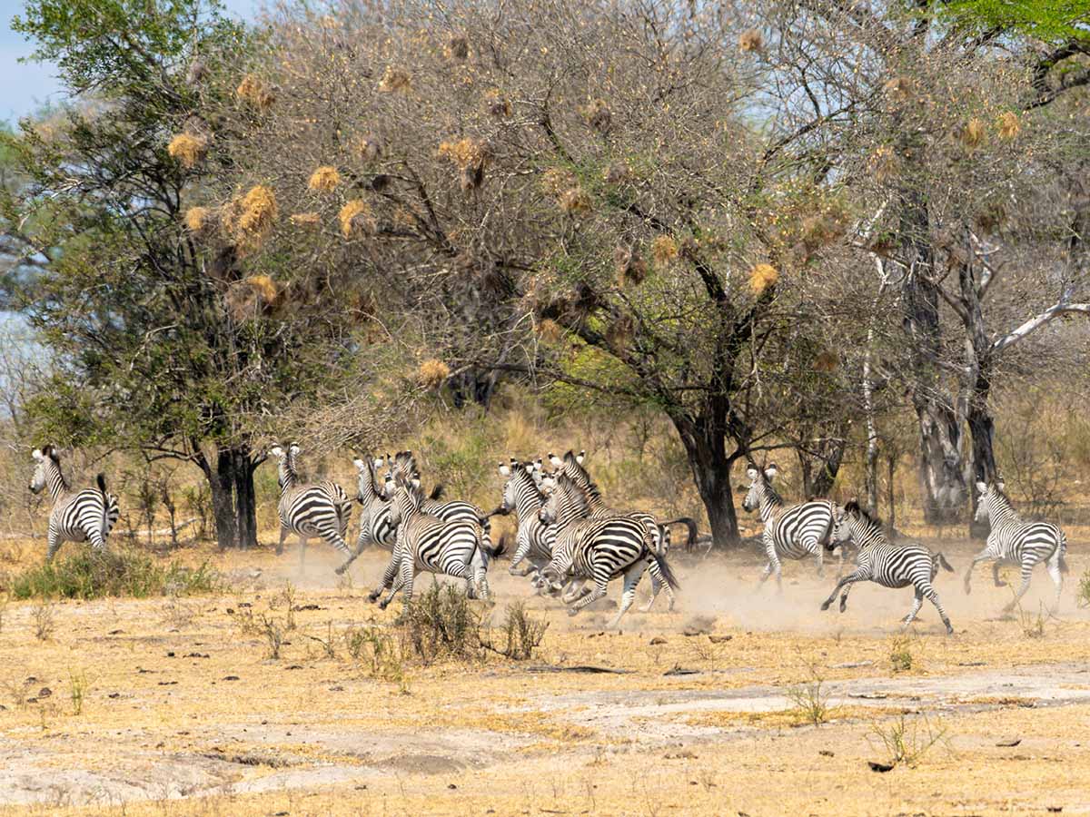 4 Days Serengeti Migration Itinerary