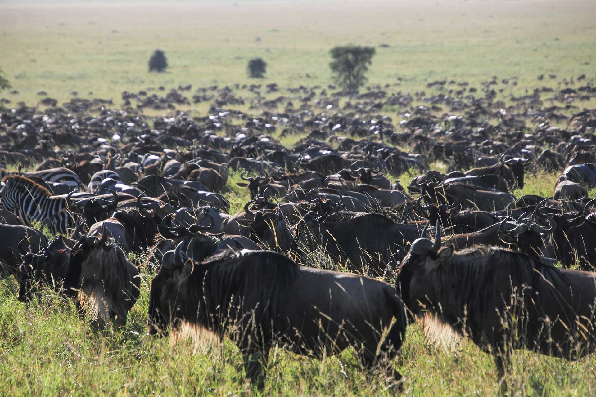 4 Days Serengeti Migration Safari Price