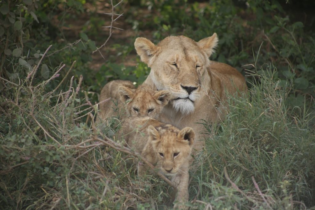Guide to a 7 Days Serengeti Migration Safari:
