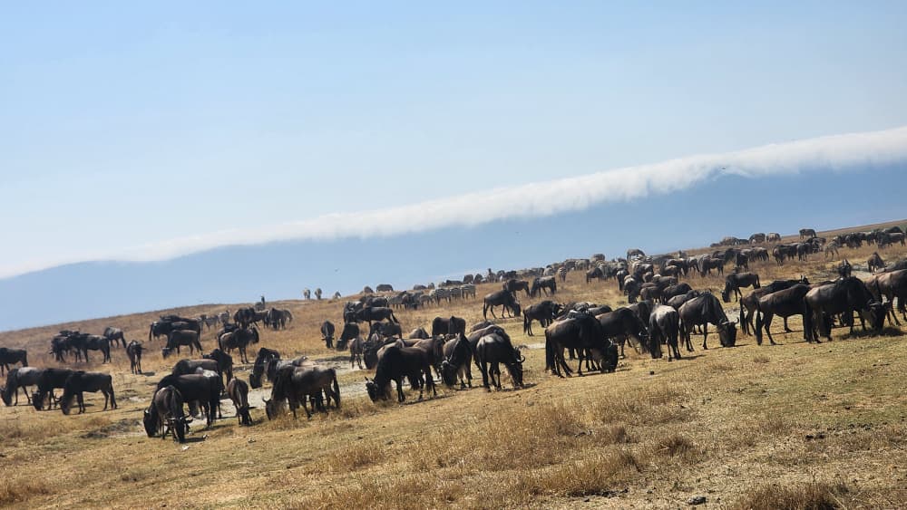 Your 3 Days Serengeti Migration Safari Price