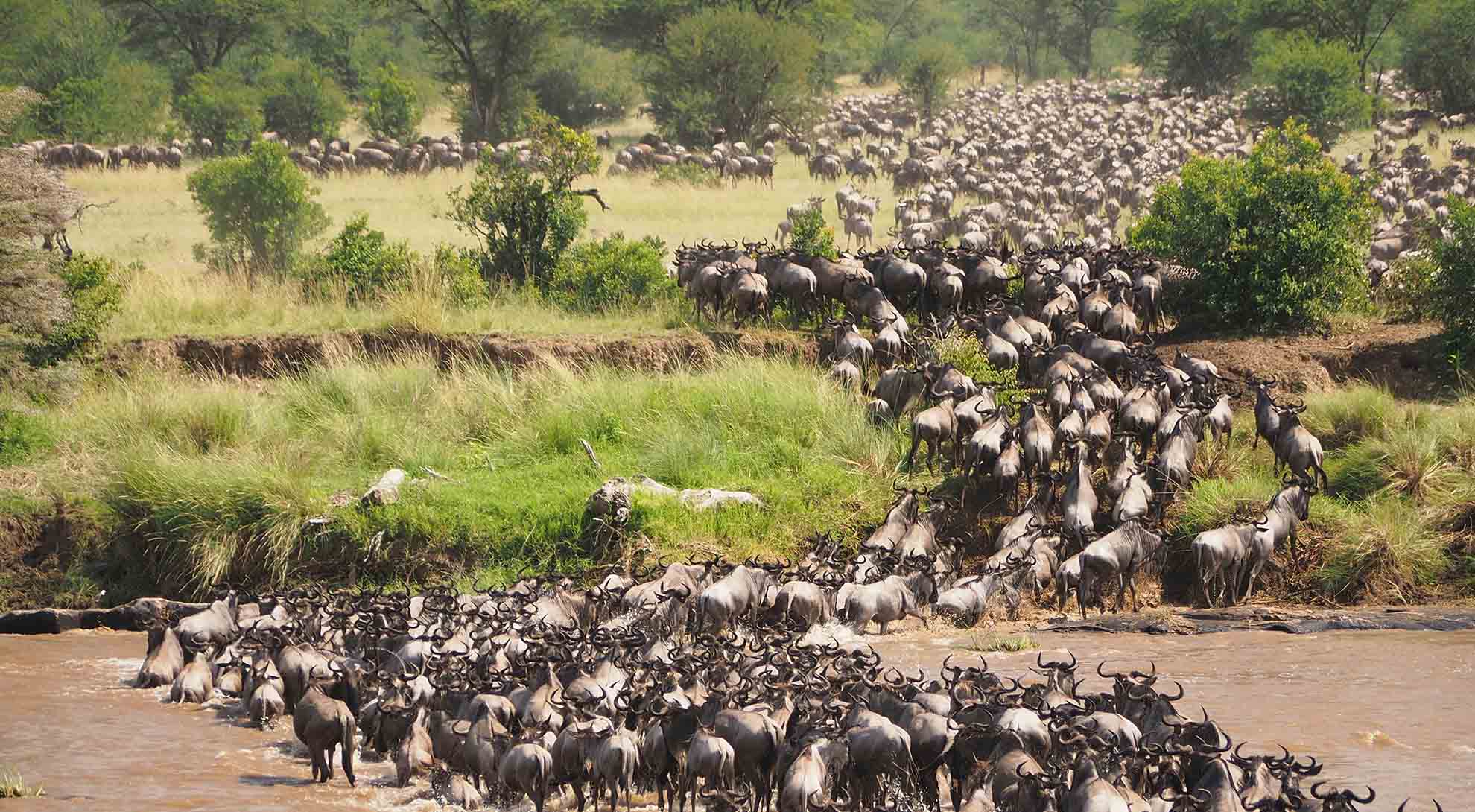 5 Days Migration Safari