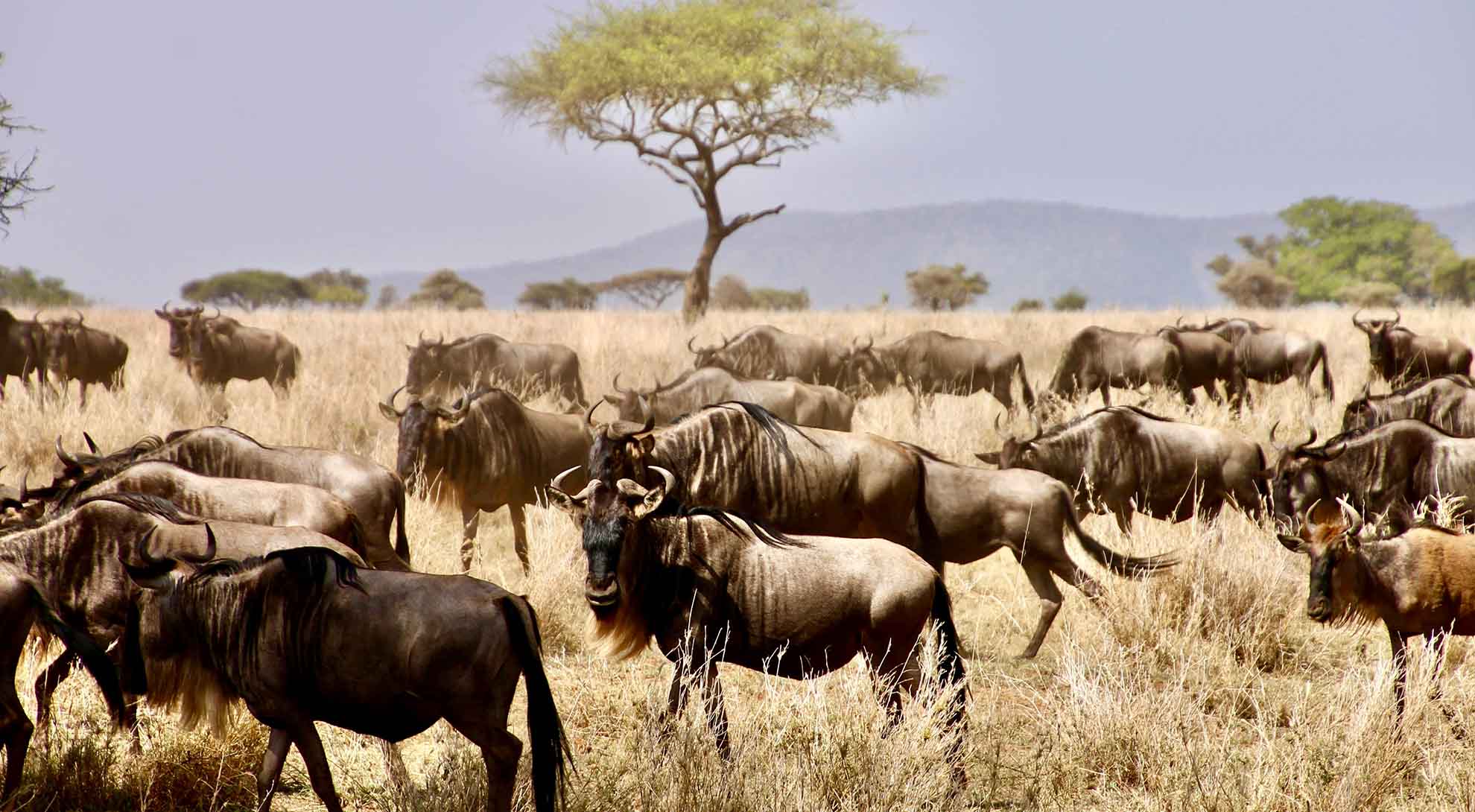 5 Days Wildebeest Serengeti Migration Safari: